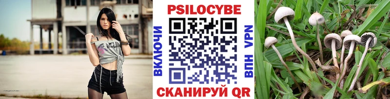 kraken ТОР  где найти   Городец  Галлюциногенные грибы мицелий 